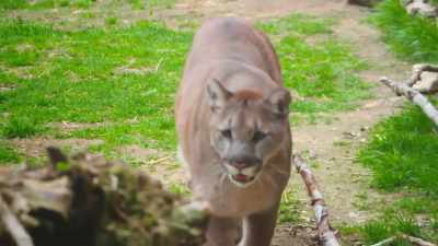 So they're pretty fitting names - Secrets of the Zoo