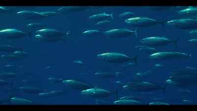 So, they're still hungry, - Our Oceans