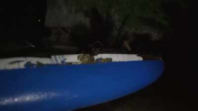 So, they're trying to get into
the water before the fish. - Protecting Paradise: The Story of Niue