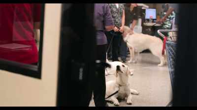 So they've been preparing for this moment - Dogs