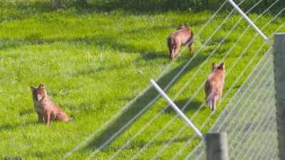 So, they've got two older
siblings and a dad and an uncle - Secrets of the Zoo