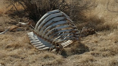 So this thing has been - Beyond Skinwalker Ranch