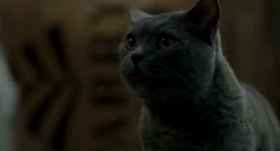 So you think you can help me Consider it doneDid you hear that Monty Thank you Mr Smokey sirI'll never forget this ReallyDon't worry Tinker Bell I'm all over itTinker Bell He called me Tinker BellYou're a funny guy Yeah whateverJeez house cats - Stuart Little
