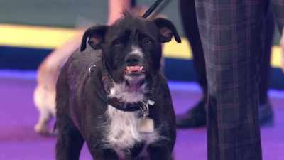 So, those
are our seven competitors - 2022 American Rescue Dog Show