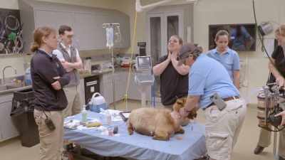 So, even though we're not seeing
anything externally, - Secrets of the Zoo