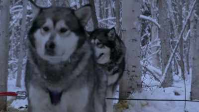 So, time to put these dogs
away and then try again with - Life Below Zero: Next Generation