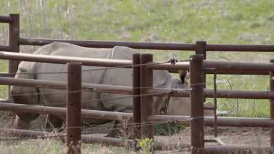 So, today sanya will be moving
one and a half miles - Secrets of the Zoo