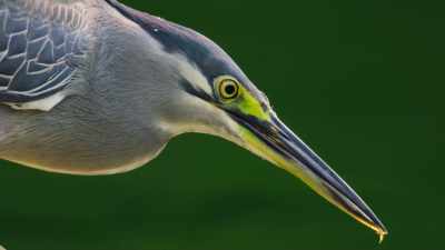 So he tries an even smaller lure, - The Secret Lives of Animals