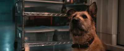 So, you understand
how important this dog is to me? - Finch