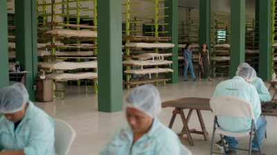 So, if vanilla is endemic
to Mexico, - Eva Longoria: Searching for Mexico