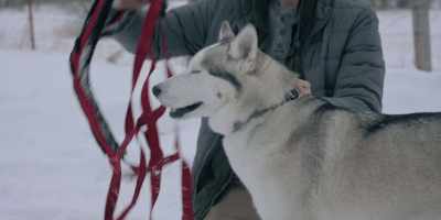 So we, like this. - The Year of the Dog
