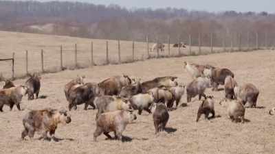 So, this weather is typical
for takin calving season. - Secrets of the Zoo