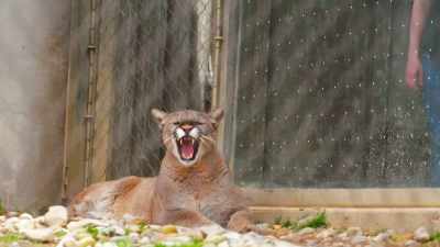 So, they went several places
with jack hanna, - Secrets of the Zoo