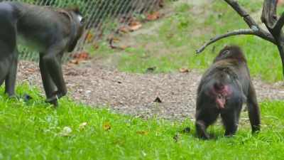 So, we're able to help
take in these animals - Secrets of the Zoo