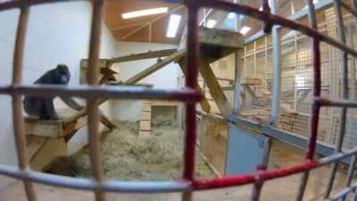 So, we're gonna go ahead
and evaluate her today - Secrets of the Zoo