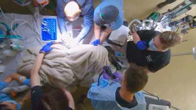 So, we're gonna stick
a bronchoscope down her trachea - Secrets of the Zoo