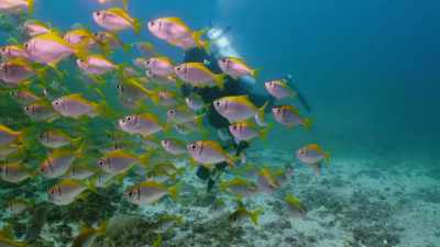 So, we're looking for a hole
with coral around it. - Attenborough's Life in Colour