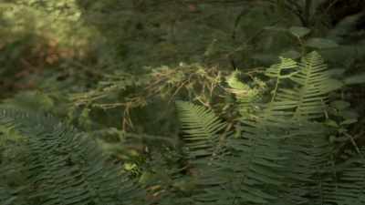  So we're looking for things
 that would be considered - Expedition Bigfoot
