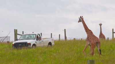 So, when we're out checking on
an animal like savannah, - Secrets of the Zoo
