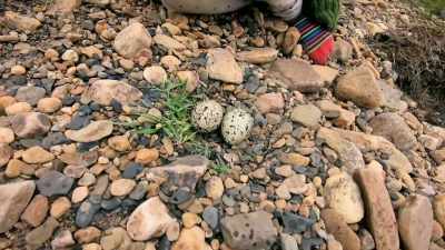 So, we've found an oystercatcher
nest right here. - Our Yorkshire Farm