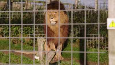 So, we've got, er, Zulu, who's 11 - Britain's Tiger Kings - On the Trail with Ross Kemp