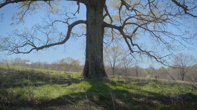 So we've set up the land to allow
the bison to restore it. - Searching for Soul Food