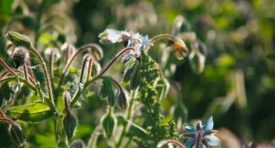 So, what do I see when I see
this simplified system? - The Pollinators