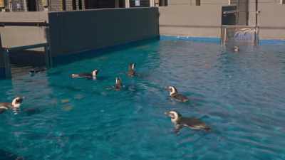 So what if it's the baby pool? - Penguin Town