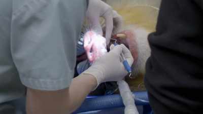 So what that means is that that
canine tooth, that big tooth, - Secrets of the Zoo