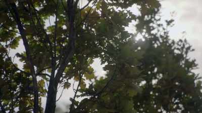 So, what was the tyburn tree? - Searching for Secrets