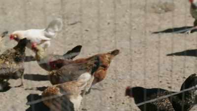 So what used to house 20,000 hens, - Under the Helmet: The Legacy of Boba Fett