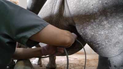 So, what we've got is some fluid - Secrets of the Zoo