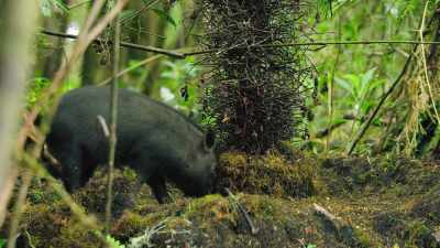 So, what will this pig think
about a bark with more bite? - Dancing with the Birds