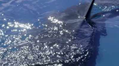 So, what would cause
such terrifying behavior? - Shark Attack Files