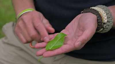 So, what you're looking for is
a leaf like this - Extraordinary Escapes with Sandi Toksvig