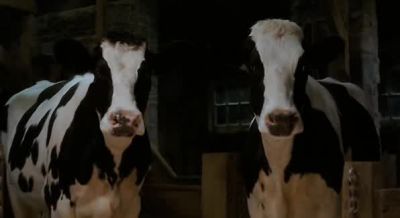 So what's the point anyway It won't work - Charlotte's Web