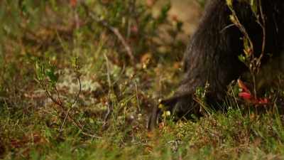 So when this big boy dines, - Wild Nordic