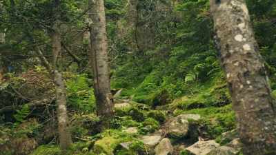 - So when we do go in there,
what are we looking for? - The Disappearance of Maura Murray