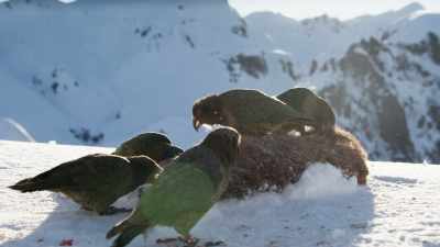 ...so that when one kea finds
a rare but substantial meal... - Frozen Planet II