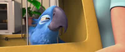 So, where is Jewel? - Rio