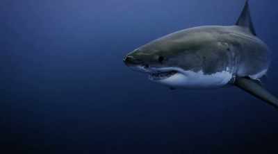 So white sharks are responding
to this incredible restaurant - Shark Attack Files