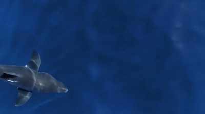 So why are great whites
more than twice as deadly? - Shark Attack Files