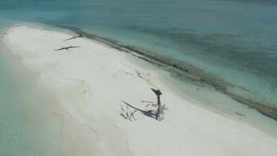So why do we think
they hunted on the ground? - Prehistoric Planet