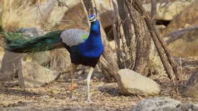 So, why and how has colour
taken on such value? - Attenborough's Life in Colour