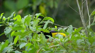 So, will a leafy gift help to woo her? - Dancing with the Birds
