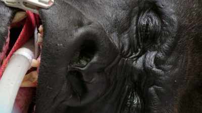 So, we will provide him some treatments
with antibiotics, - Magic of Disney's Animal Kingdom