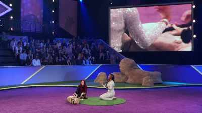 So, Wilson is a -- - 2022 American Rescue Dog Show