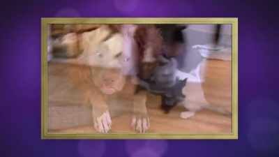 So, Wilson has fostered over 80 kittens - 2022 American Rescue Dog Show