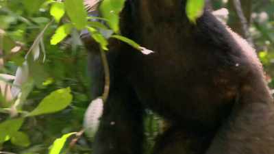 SO, WITH CHIMPANZEES, THEY
HAVE TO COMPETE FOR RESOURCES, - Why We Hate