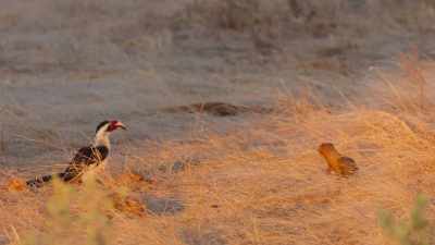 So working together helps ensure
they both get enough to eat - Our Great National Parks